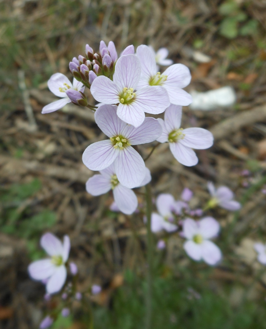 Cardamine apennina Lihov & Marhold